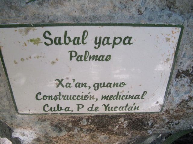 Sabal yapa
