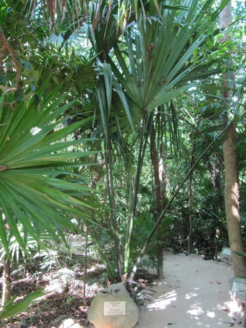 Sabal yapa