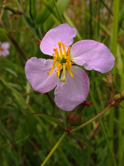Sabatia angularis