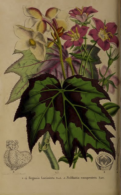 Sabatia campestris