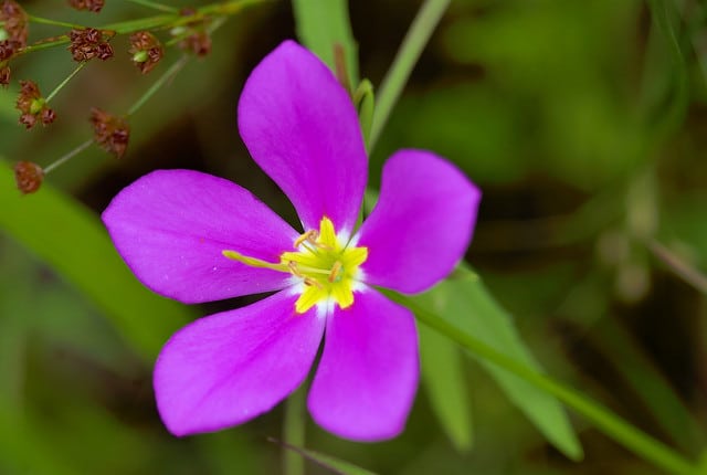 Sabatia campestris