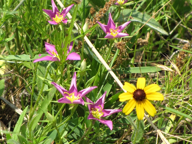 Sabatia campestris