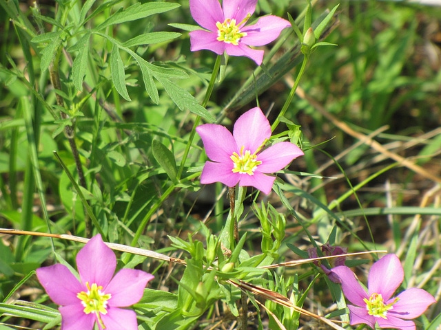 Sabatia campestris