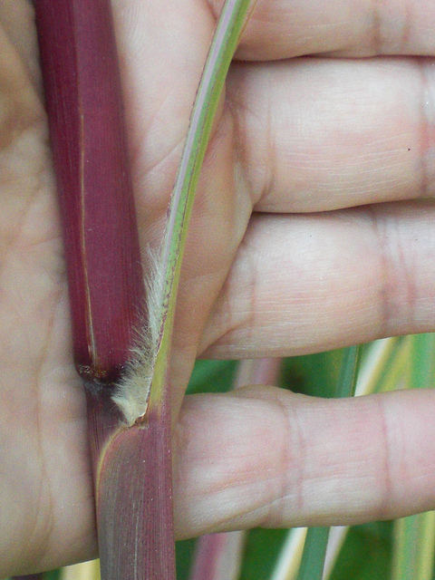 Saccharum ravennae
