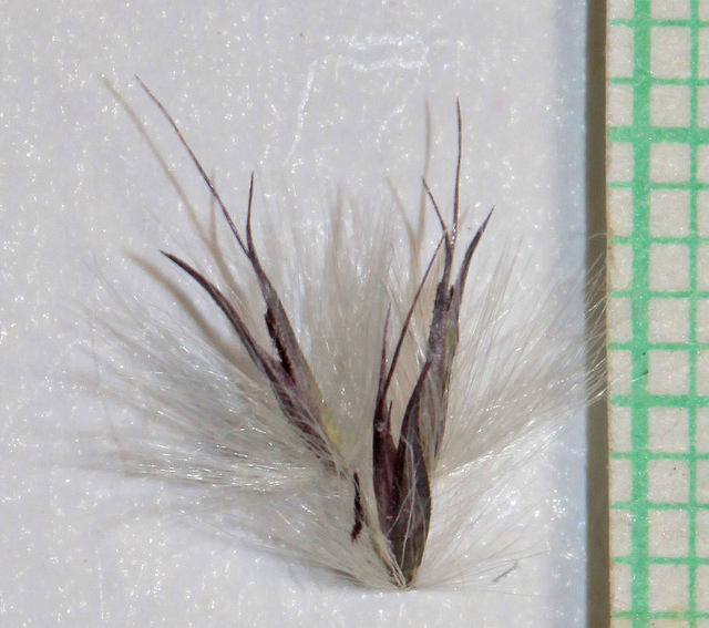 Saccharum ravennae