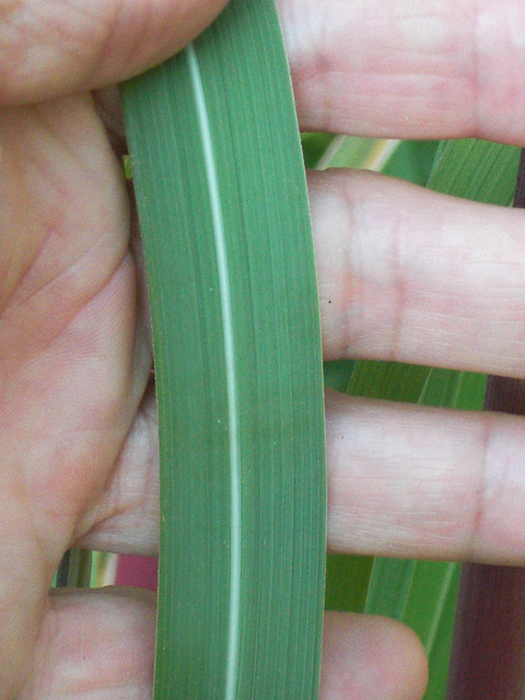Saccharum ravennae