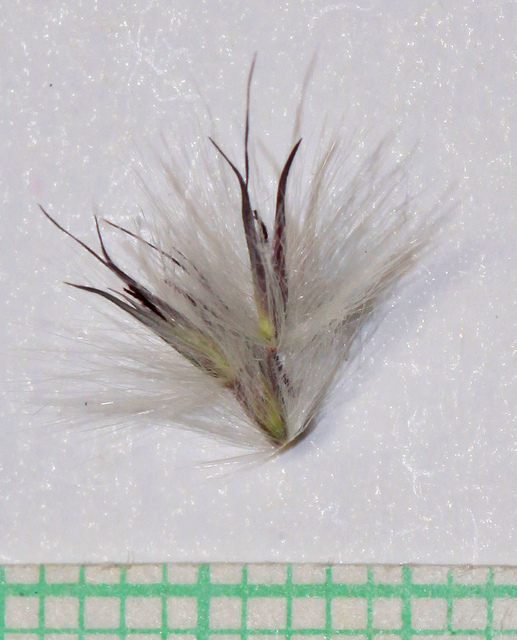 Saccharum ravennae