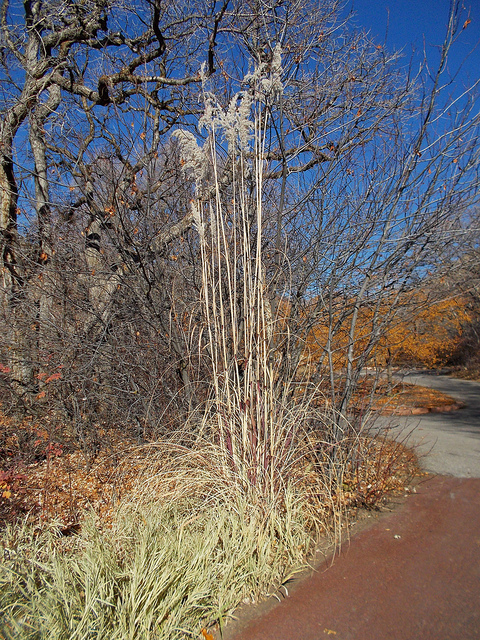 Saccharum ravennae