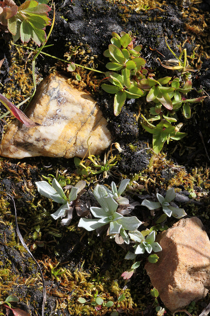 Sagine de linné (Sagina saginoides)