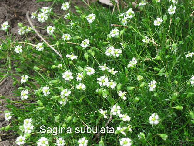 Sagine subulée (Sagina subulata)