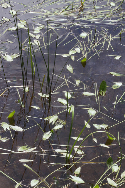 Sagittaria cuneata (Sagittaria cuneata)