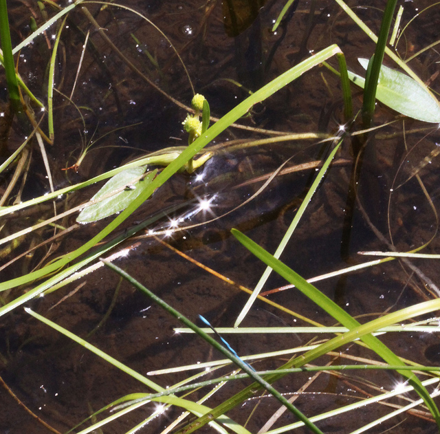 Sagittaria cuneata