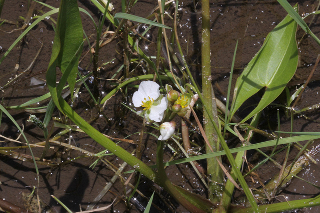 Sagittaria cuneata