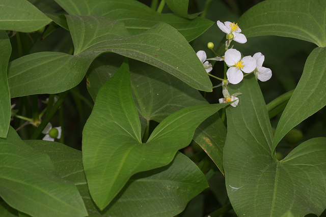 Sagittaria cuneata