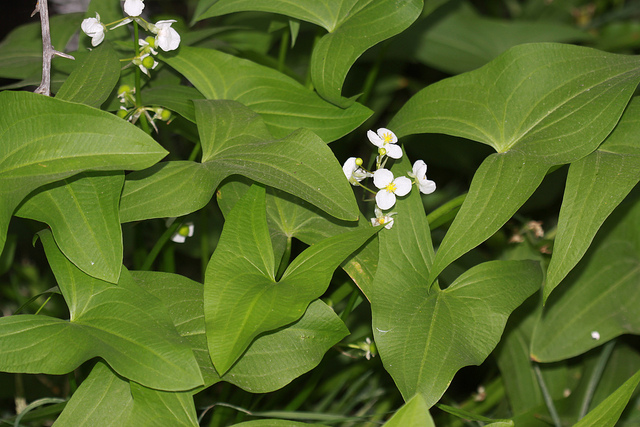 Sagittaria cuneata