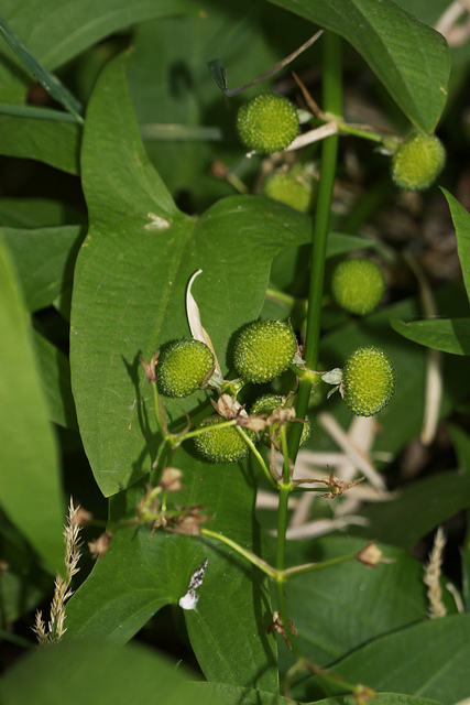 Sagittaria cuneata