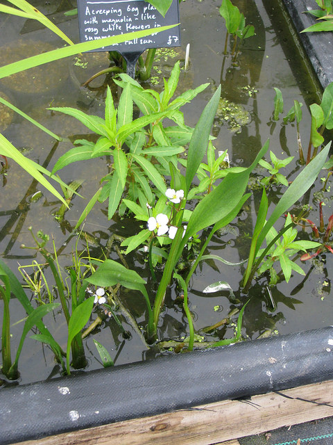 Sagittaire à feuilles de graminée (Sagittaria graminea)