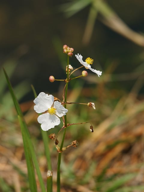 Sagittaria lancifolia (Sagittaria lancifolia)