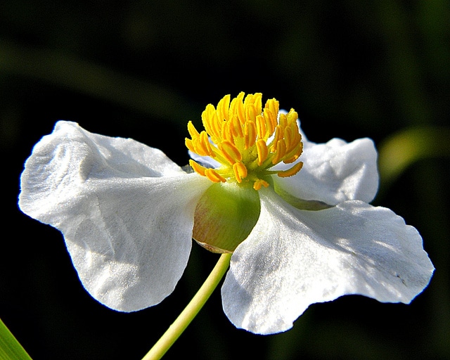 Sagittaria lancifolia