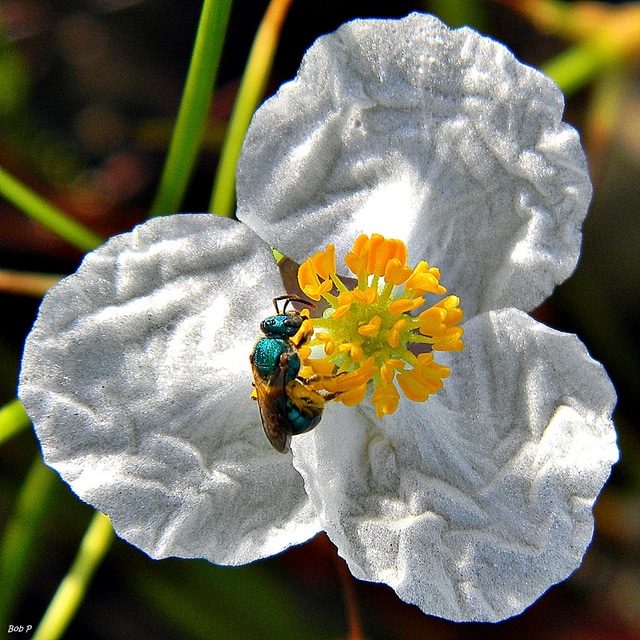 Sagittaria lancifolia