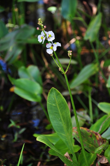 Sagittaria lancifolia