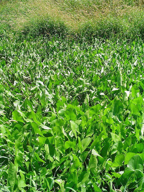 Sagittaire à larges feuilles