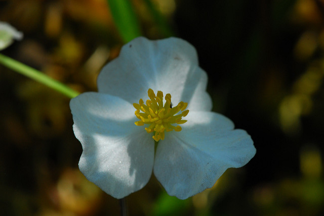 Sagittaire à larges feuilles (Sagittaria latifolia)
