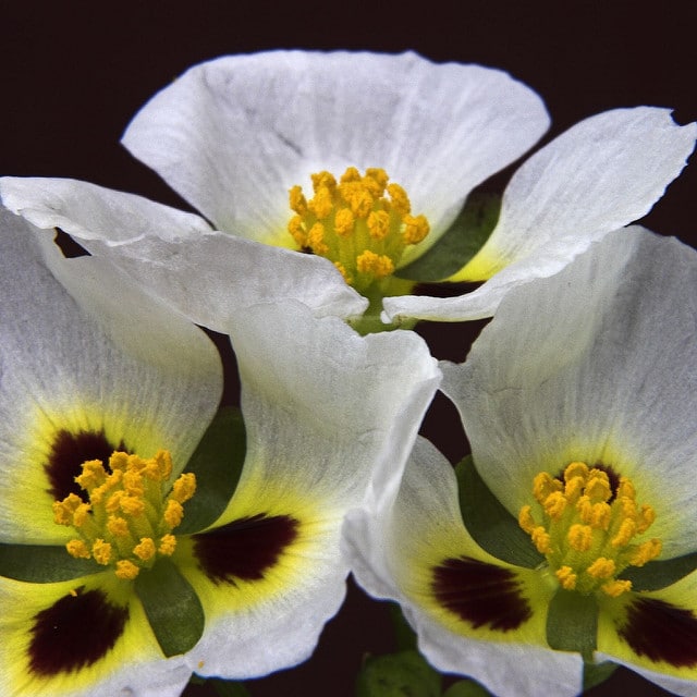 Sagittaire de montevideo (Sagittaria montevidensis)