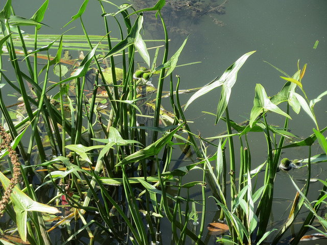 Sagittaria sagittifolia