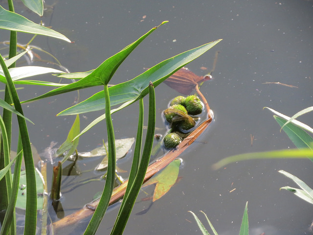 Sagittaria sagittifolia