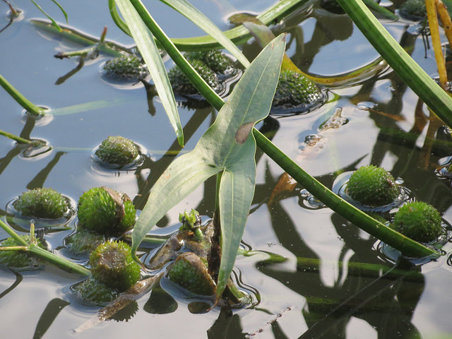 Sagittaria sagittifolia
