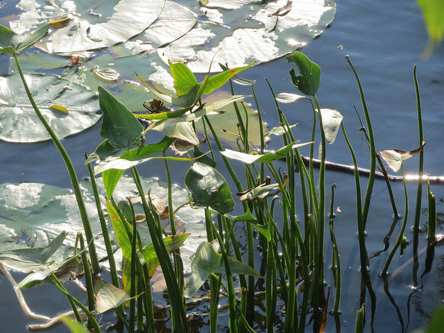 Sagittaria sagittifolia