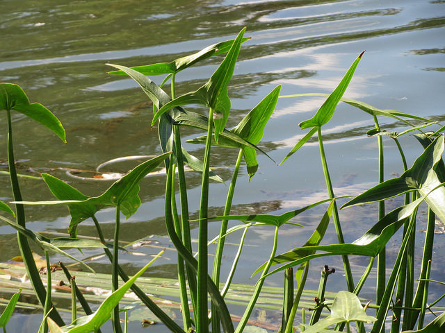 Sagittaria sagittifolia