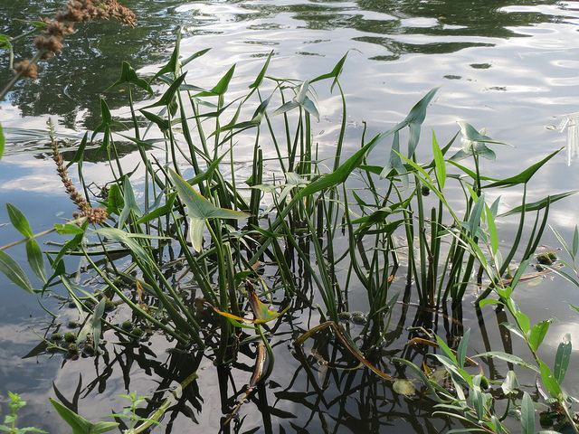 Sagittaria sagittifolia (Sagittaria sagittifolia)