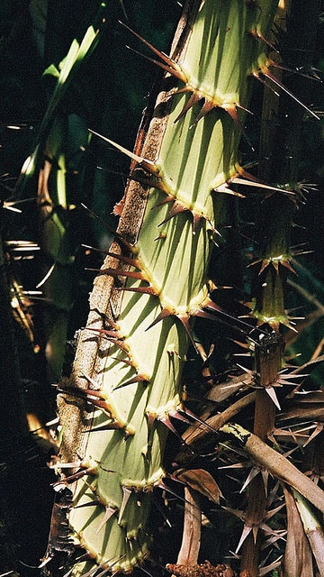 Salak