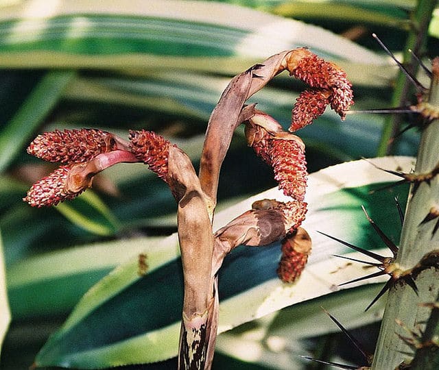 Salak