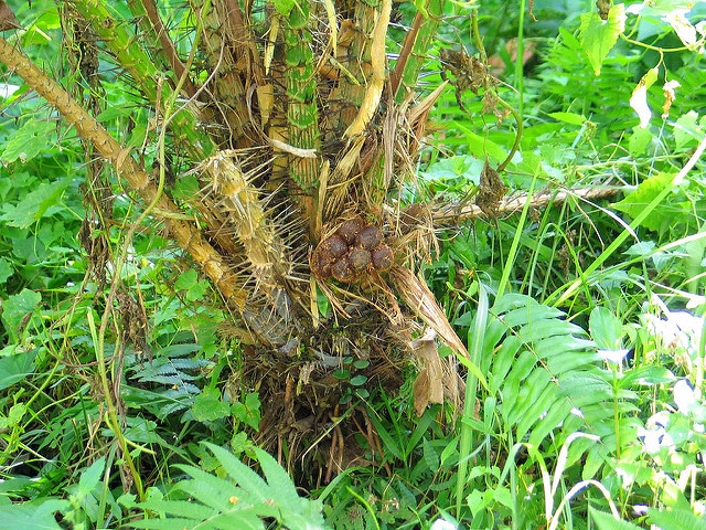 Salak (Salacca zalacca)