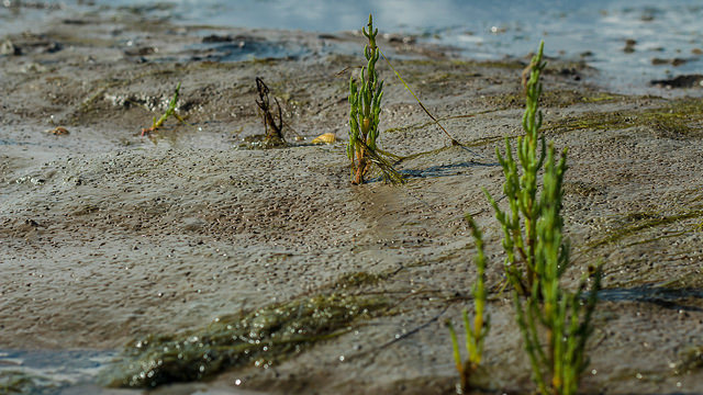Salicornia europaea
