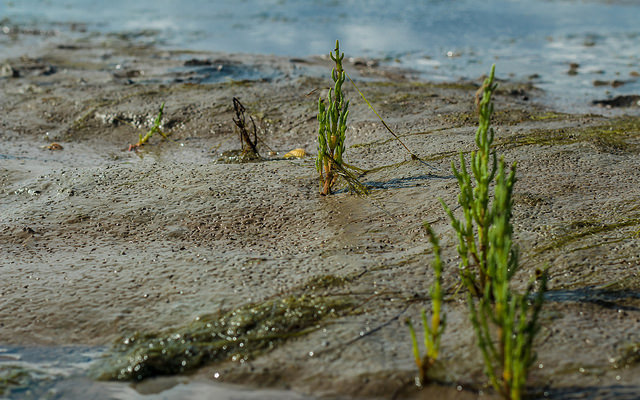 Salicornia europaea