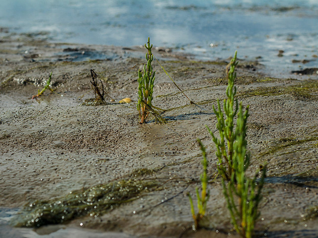 Salicornia europaea