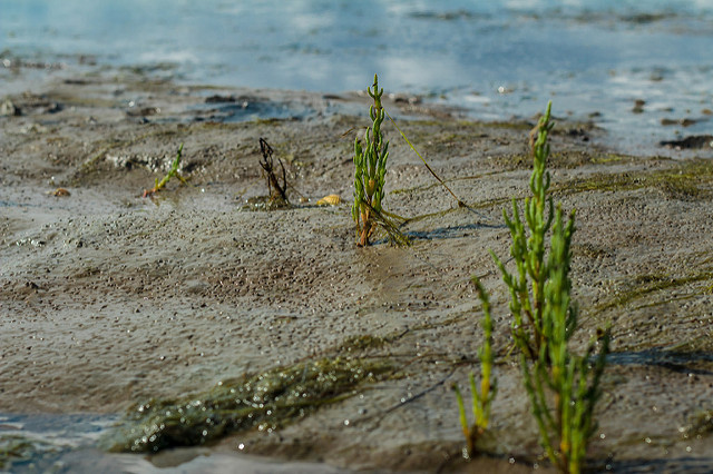 Salicornia europaea