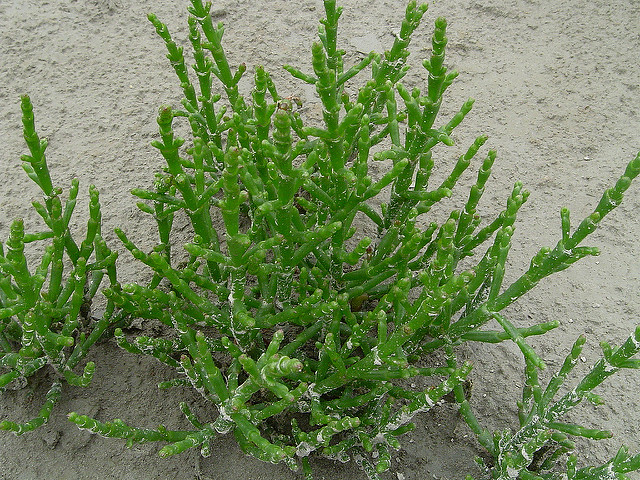 Salicornia europaea