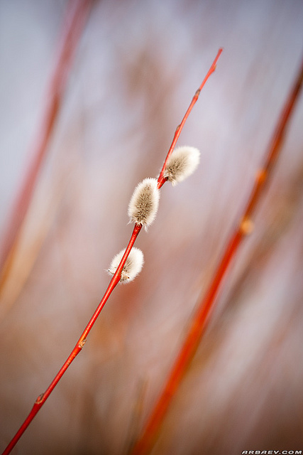 Saule à feuilles aiguës (Salix acutifolia)