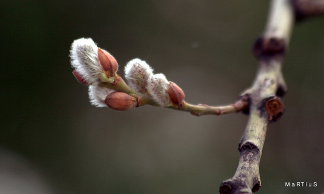 Salix aegyptiaca (Salix aegyptiaca)