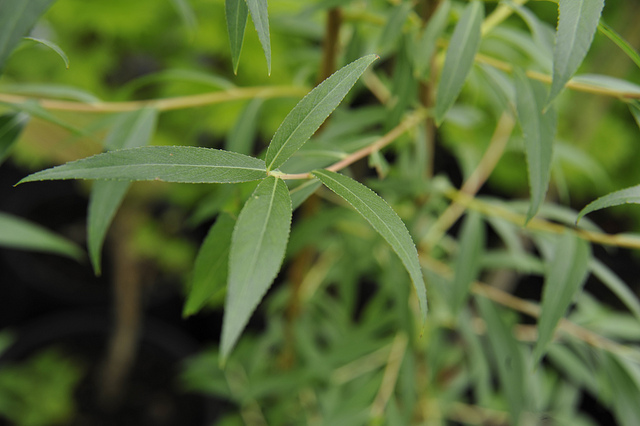 Osier blanc