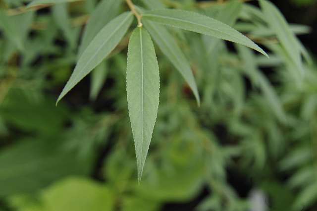 Osier blanc