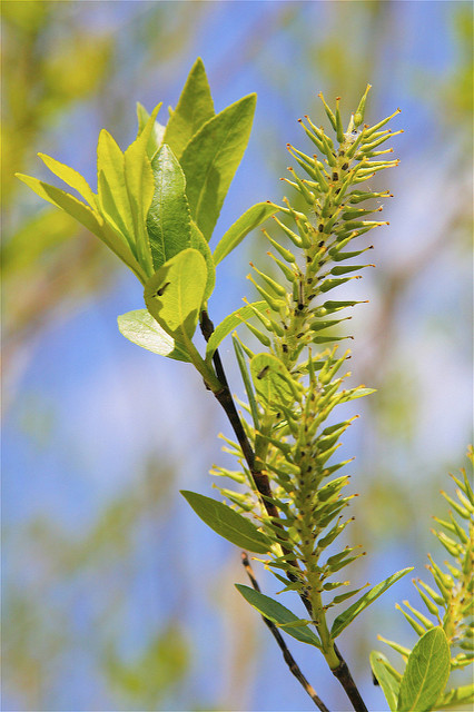 Saule à feuille de pêcher