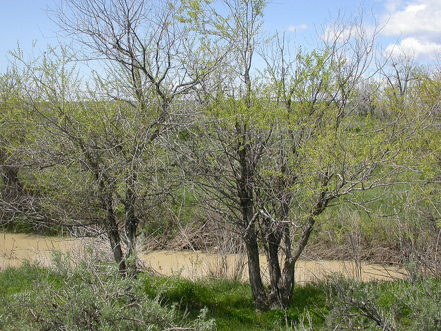 Saule à feuille de pêcher