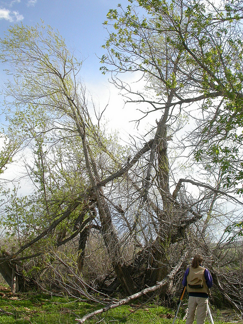 Saule à feuille de pêcher