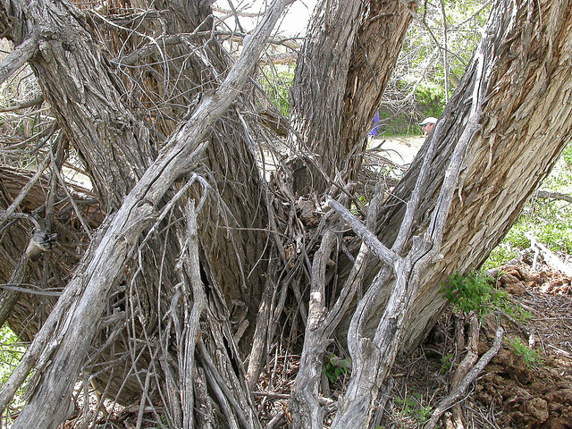 Saule à feuille de pêcher